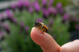 古振光：推动中国蜜蜂养殖业创新发展