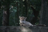 卢梭爱弥儿：生活在荒野的孤独猎豹