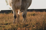 【奶牛价格】国内奶牛养殖现状与未来趋势