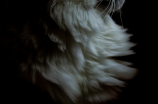 银虎斑猫(不一样的猫咪花纹：银虎斑猫，一定让你爱不释手！)