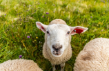 大绵羊在中国的种植及相关故事