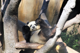 大熊猫的资料介绍三年级(三年级的学生必备：认识大熊猫)