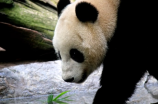 探秘大熊猫的特点和生活特征