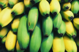 把香蕉种土里能结出香蕉吗(把香蕉种土里能结出香蕉吗)